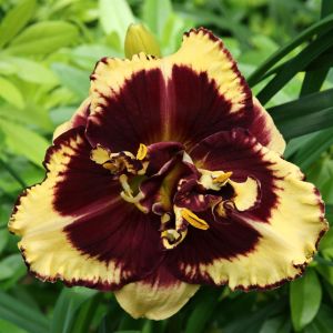 Hemerocallis Tiger Blood Bare root