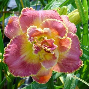 Hemerocallis Unlock The Stars Bare root
