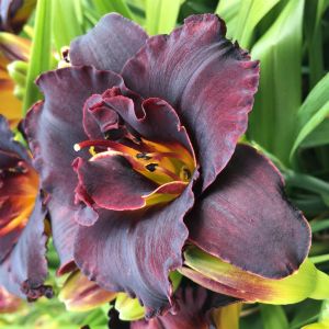 Hemerocallis Voodoo Dancer Bare root