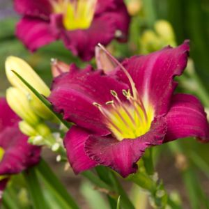 Hemerocallis Woodside Amethyst Bare root