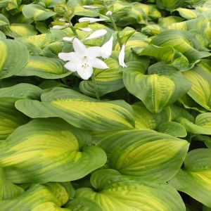 Hosta Avocado Bare root