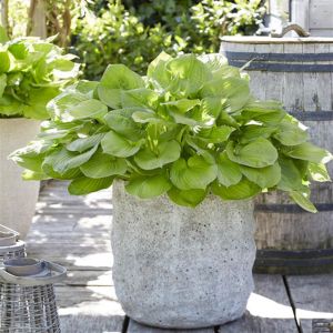 Hosta Banana Kid Bare root