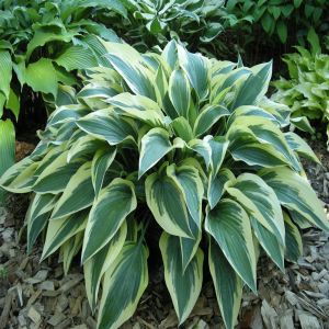 Hosta Bobcat Bare root