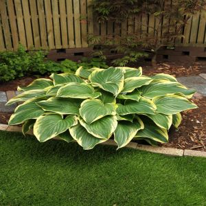 Hosta Broadway Bare root