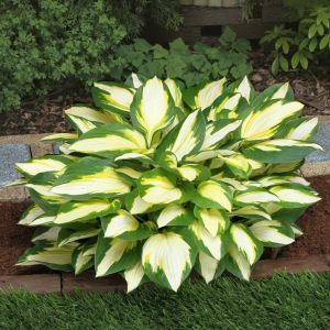 Hosta Color Festival Bare root
