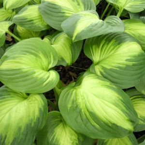 Hosta Enchiladas Bare root