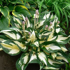 Hosta Fire and Ice Bare root