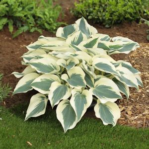 Hosta Firn Line Bare root