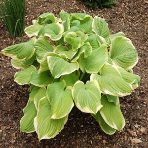 Hosta Fragrant Bouquet Bare root