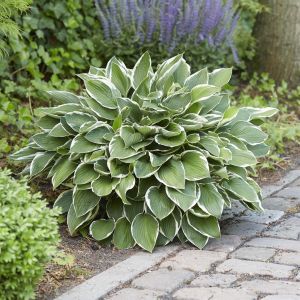 Hosta Francee Bare root