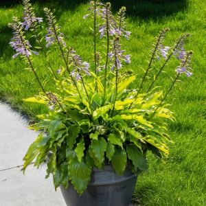 Hosta Get Nekkid Bare root