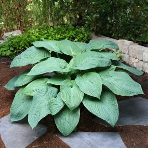 Hosta Jurassic Park Bare root