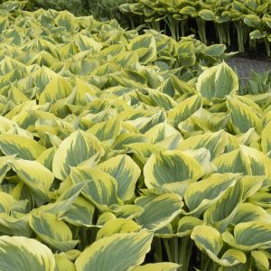 Hosta Liberty Bare root