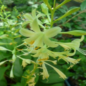 Hosta Miracle Lemony Bare root