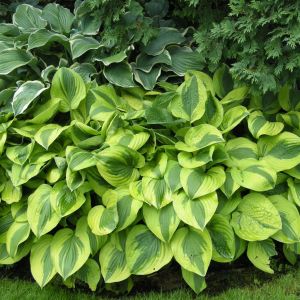 Hosta Moon Split Bare root
