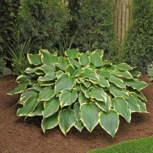 Hosta Prima Donna Bare root