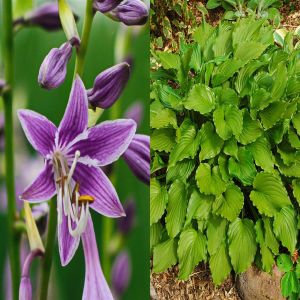 Hosta Purple Sensation Bare root