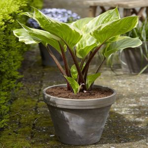 Hosta Sorbet  Bare root