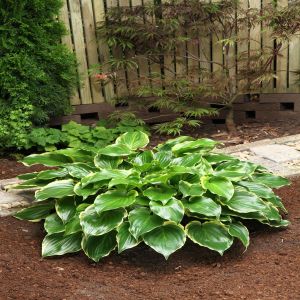 Hosta Sugar and Spice  Bare root