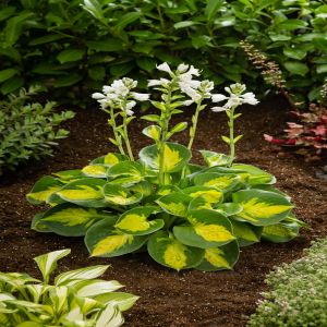 Hosta Sunset Grooves  Bare root