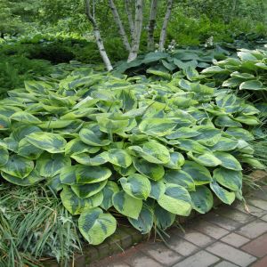 Hosta Tokudama Flavocircinalis  Bare root