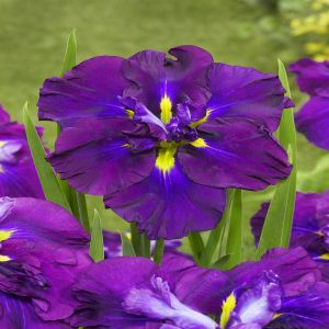 Iris Ensata Dinner Plate Blueberry Pie Bare root