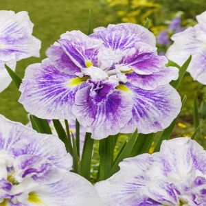 Iris Ensata Dinner Plate Cheese Cake Bare root