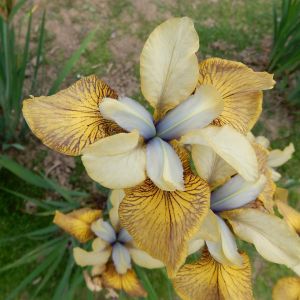 Iris sibirica Flying Fiddles Bare root