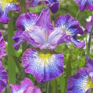 Iris sibirica How Audacious Bare root