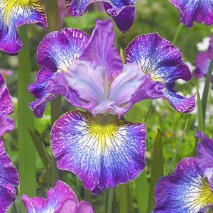 Iris sibirica How Audacious Bare root