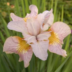 Iris sibirica Lemon Veil Bare root