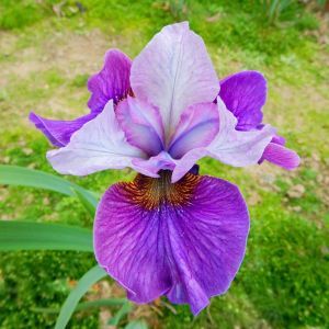 Iris sibirica Light of Heart Bare root