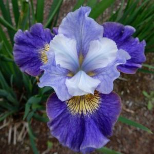 Iris sibirica Magnetism Bare root