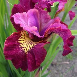 Iris sibirica Miss Apple Bare root