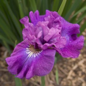 Iris sibirica Rosy Bows Bare root