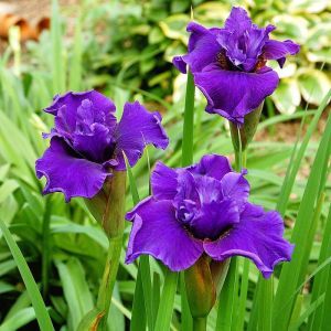 Iris sibirica Ruffled Plus Bare root