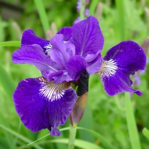 Iris sibirica Shirley Pope Bare root
