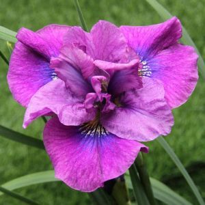 Iris sibirica Spindazzle Bare root