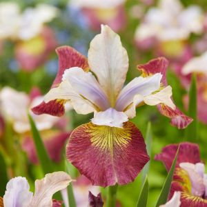 Iris sibirica Sugar Rush Bare root