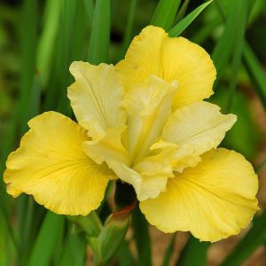 Iris sibirica Summer Revels Bare root