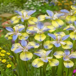 Iris sibirica Tipped in Blue Bare root