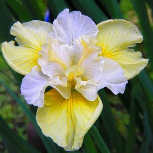 Iris sibirica Yellow Tail Bare root