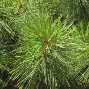 Pinus strobus 9 cm pot