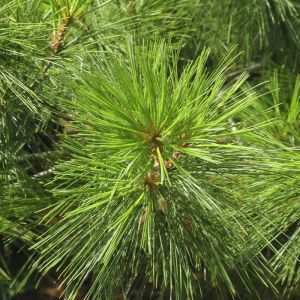 Pinus strobus 9 cm pot