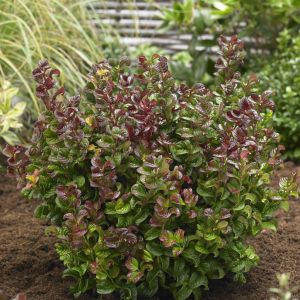 Leucothoe axillaris Curly Red P17