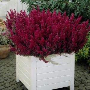 Erica Gracilis Red P11