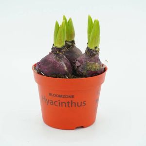 Hyacinth Red in pot