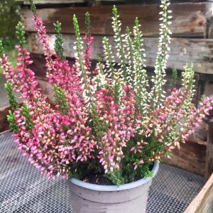 Calluna vulgaris twin Girls 11 cm