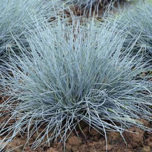 festuca blue visi102268