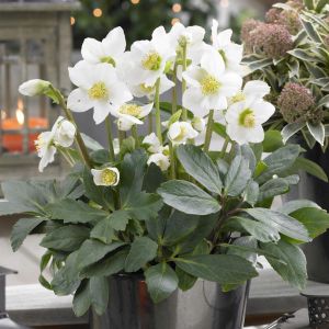 Helleborus Mont Blanc 12cm pot